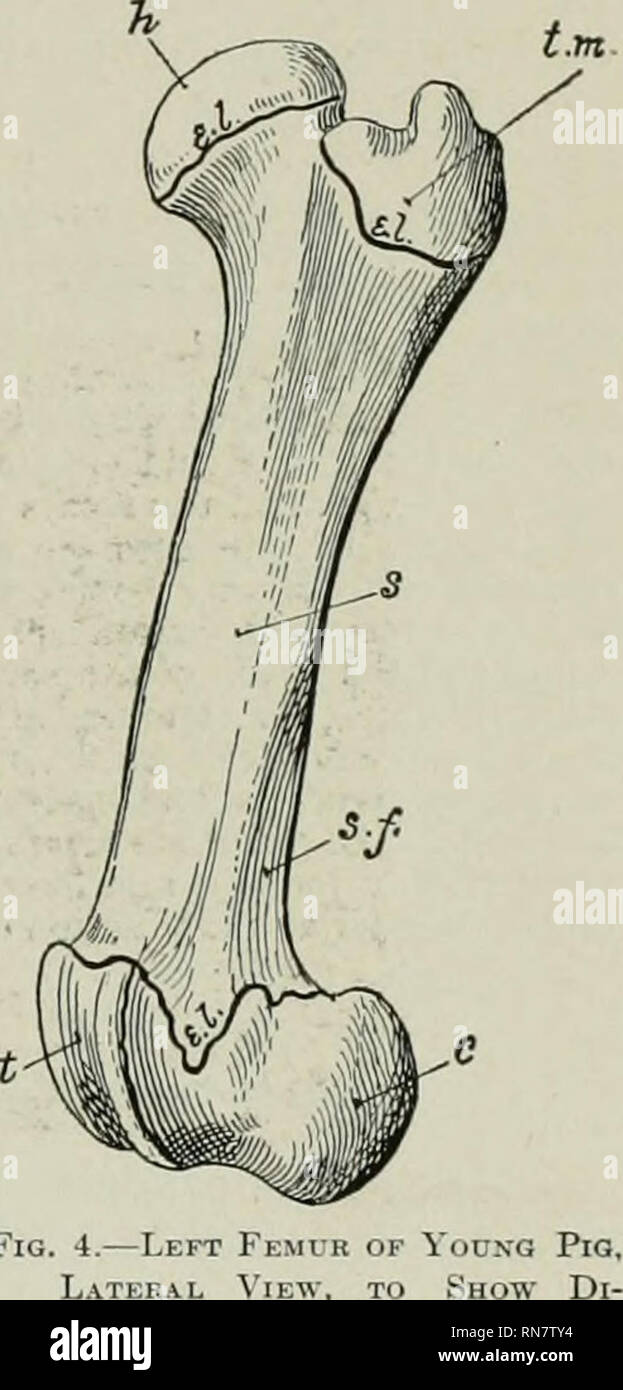 . Die Anatomie der Haustiere. Veterinär Anatomie. Die ENTWICKLUNG UND DAS WACHSTUM DER KNOCHEN 23 Endungen (Vater-Pacinische-Körperchen) in tlie knochenhaut als Sensorische angesehen werden, und wahrscheinlich werden in der Vermittlung der Muskel Sinn (kinesthesia) ENTWICKLUNG UND DAS WACHSTUM DER KNOCHEN' Die primitive embryonale Skelett besteht aus Knorpel und faserigem Gewebe, in dem die Knochen entwickeln. Der Prozess ist verknöcherung oder osteogenese genannt und ist im Wesentlichen durch den Knochen-produzierenden Zellen, die osteoblasten. Es ist ciistomarj", also als Membran Knochen, die im fi entwickelt werden, um zu bestimmen, Stockfoto