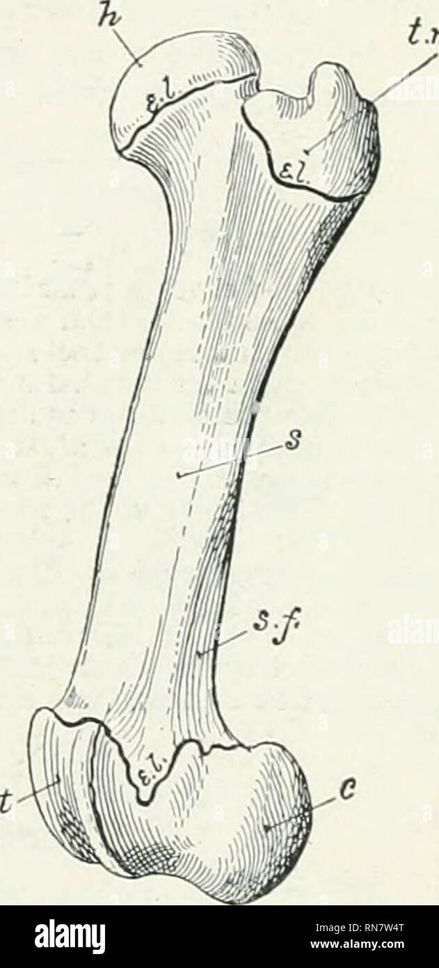 . Die Anatomie der Haustiere. Veterinär Anatomie. Die ENTWICKLUNG UND DAS WACHSTUM DER KNOCHEN 23 Endungen (Vater-Pacinische-Körperchen) in die knochenhaut als Sensorische angesehen werden, und wahrscheinlich werden in der Vermittlung der Muskel Sinn (kinesthesia) ENTWICKLUNG UND DAS WACHSTUM DER KNOCHEN' Die primitive embryonale Skelett besteht aus Knorpel antl fibrösem Gewebe, in dem die Knochen entwickeln. Der Prozess ist verknöcherung oder osteogenese genannt und ist im Wesentlichen lv Knochen-produzierenden Zellen, die osteoblasten erfolgen. Es ist üblich, deshalb, als Membran Knochen, die en sind] 3 cd im Fi zu benennen Stockfoto