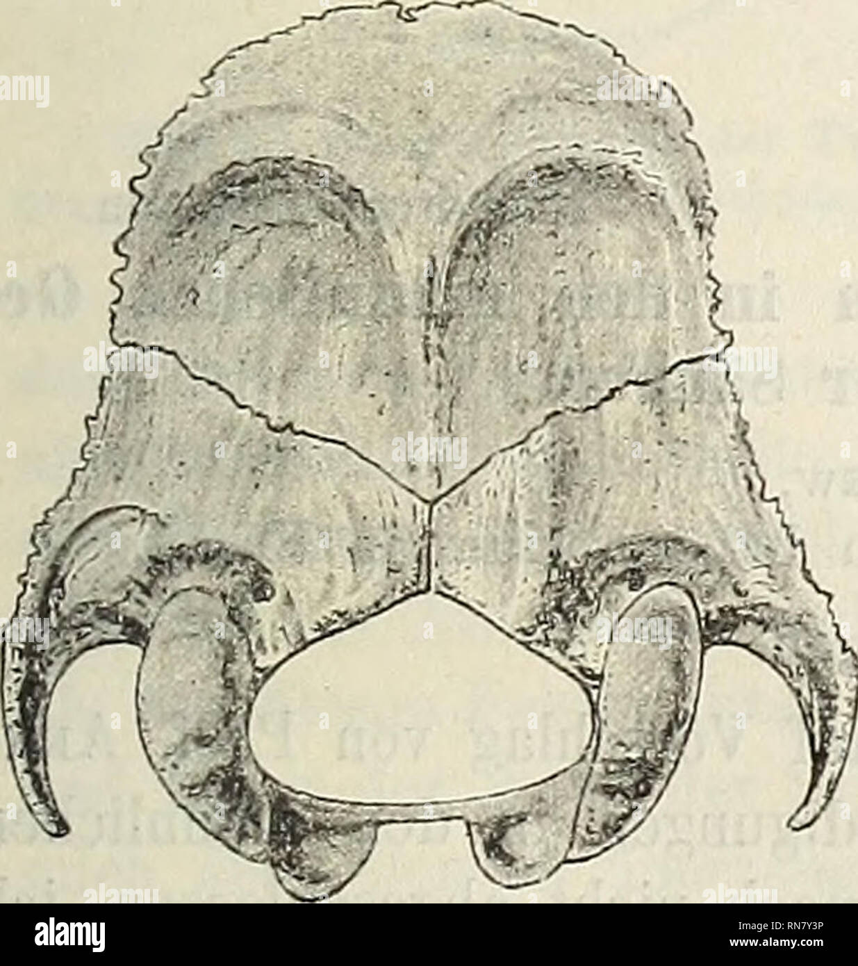 . Anatomischer Anzeiger. Anatomie, Vergleichende. 341 dyloi ea würde