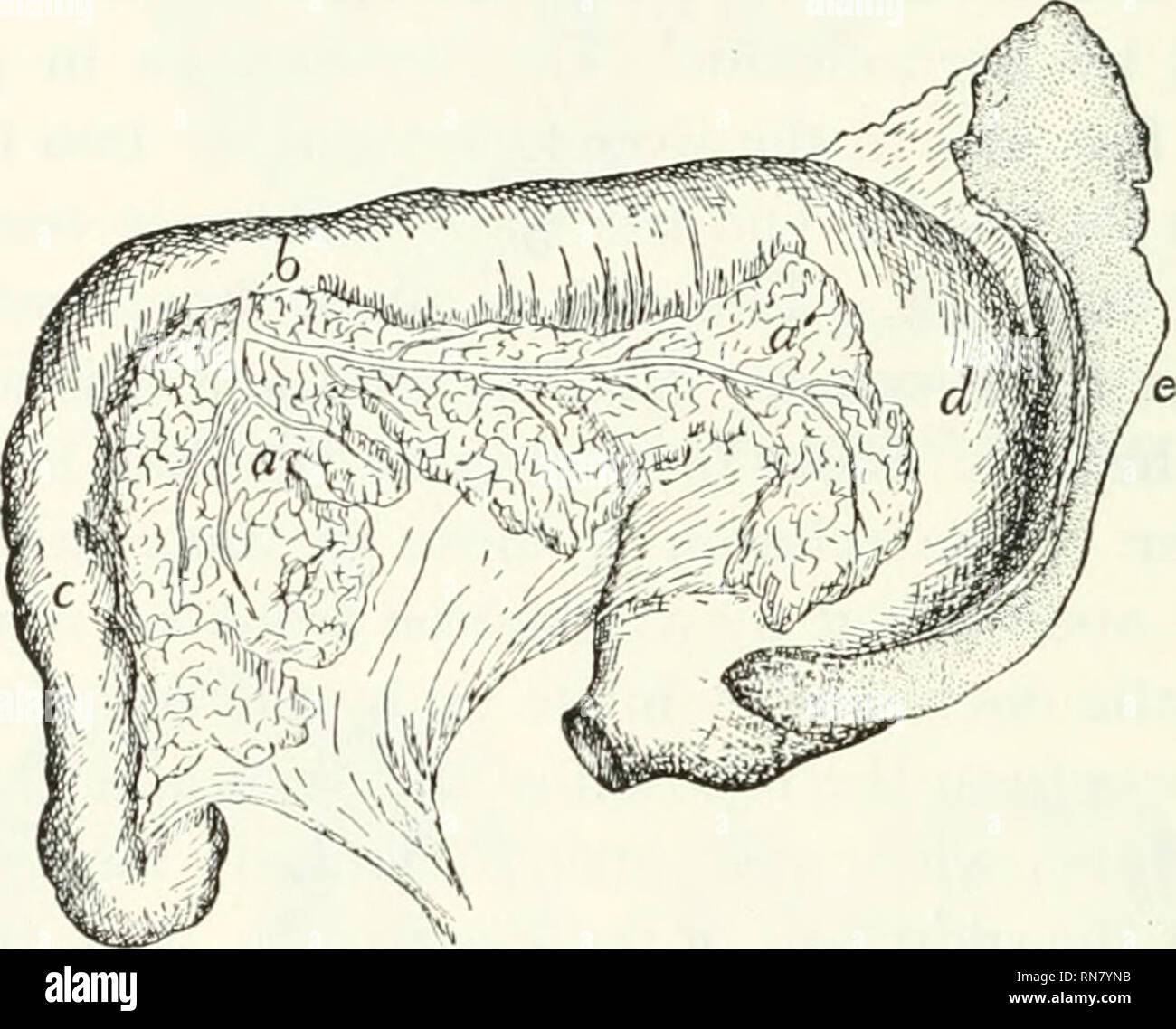 . Anatomie der Katze. Katzen; Säugetiere. 242 DIE EINGEWEIDE. Dieser Hälfte ist in Kontakt mit der Milz (e). Die andere Hälfte {a) liegt in der Duodenalen omentum zwischen den Grenzen der Duodenalen U{c) und erreicht an der Unterseite des US die Bauchspeicheldrüse hat zwei Kanäle. Die größeren Pankreasgang (/^) (manchmal bekannt als die Leitung von wirsung) sammelt die Pan - creatic Flüssigkeit aus den beiden Hälften der Drüse, die ductlets aus jeder Hälfte vereint zwei größeren Kanälen, die dann in der Nähe der Winkel der Drüse vereinen das Parenchym zu machen. Dies ist kurz und breit und öffnet sich in der Ampulle von Vater zusammen mit Stockfoto