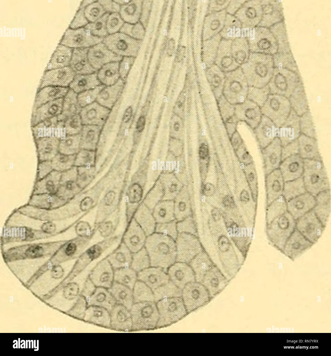 . Anatomischer Anzeiger. Anatomie, Vergleichende; Anatomie, Vergleichende. 266 Knospen der Amazonenzunge Artikel Nonne gewöhnlich mit ihrer Basis in einem solchen Epithelzapfen, oft aber auch seitlich, Your Gestalttherapie muß sich auch Ausdehnung of this Zapfen anpassen und man sieht oft der, daß sie in denselben förmlich eingeengt sind. Nur wenn sie seit - lich zwischen diesen Epithelzapfen liegen, nehmen Your eigentliche Birnförmige Gestalttherapie ein. Die Zellen des Stratum Malpighii des Epithels, welche sterben Clemens - gewebspapillen begrenzen, beengen sterben Knospen oft derart, dass sie Ein einer Stelle ganz eingedrückt Stockfoto