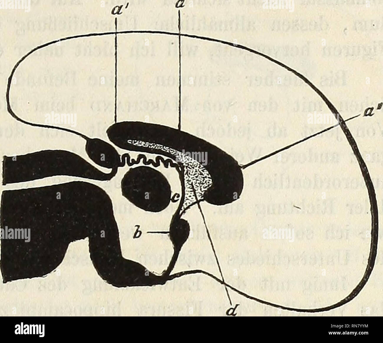 . Anatomischer Anzeiger. Anatomie, Vergleichende. 159 Teil zur Conimissura nasalis. Abb. 2 giebt uns einen Medianschnitt durch das Gehirn eines 5 cm langen Katzenembryos wieder. Die Sylvische Furche ist aus diesem Gehirne schon gut sichtbar und dementsprechend der Großhirnmantel gekrümmt. Dasselbe sehen wir aber auch am Balken. Noch deutlicher ist das in Abb. 3 und 4, Abb. 4. ein Balkenkörper, ein Splenium, ein "Genu Corp. callosi, b nasale Gehirncommissur, c Strecke der Schlußplatte zwi-schen Balken und letzterer, d Septum pellucidum.. welche einem 6 und einem 9 cm langen katzenembryo entstammen Stockfoto