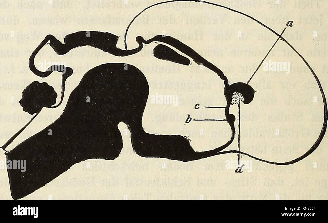 . Anatomischer Anzeiger. Anatomie, Vergleichende. rp Abb. 3. o Balken, b nasale Gehirncommissur, c Strecke der schlussplatte zwischen Nummern-oper, d Septum pellucidum. mehr aber Neue Balkeniäserursprungszellen in der Großhirnrinde auftreten und je mehr sich namentlich der mittlere Teil der letzteren ausdehnt, um so mehr muß der Balkenmedianschnitt in die Länge gestreckt werden, jahrforschung sich zwischen die vorhandenen Balkenfasern neue drängen, welche Sterben gleich gelegenen Gehirnteile auf möglichst kurzem Wege verbinden. Dm Resultate of this Betrachtungen entspricht Nonne auch sterben in Wirklichkeit der ersten En Stockfoto
