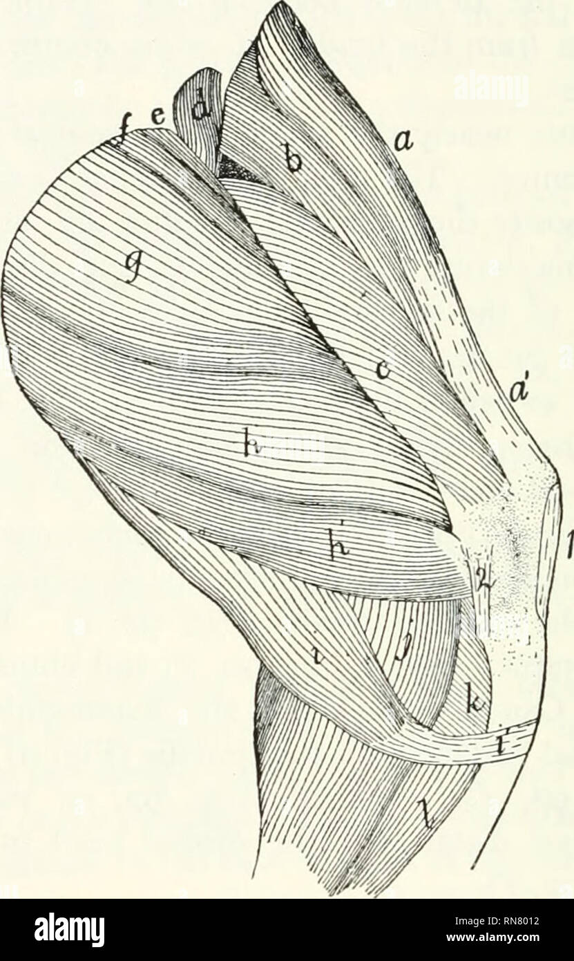 . Anatomie der Katze. Katzen; Säugetiere. 200 DIE MUSKELN. Diese Depression ist Die iliopectineal Fossa genannt; es enthält die A. femoralis Vene und Arterie und saphenous Nerv in Fett (Bild eingebettet. 127). Die mediale Kante der ADDUCTOR longus ist im Zusammenhang mit der körperdecke; die seitliche Kante mit dem PEC-. Abb. 92.- Zweite Schicht der Muskeln auf der medialen Seite des Oberschenkels. a, M. Tensor fascise Lata;;;;;;;; a', Fascia lata; b, M. rectus feiiioris; c, M. M. vastus mcdi - Alis;&lt;/, M. iliopsoas (Schnitt); t", M.;/pectincus", M. adductor Longus; g, M. adductor Femoris; h, //, M. semimembranosus;/, M. semit Stockfoto