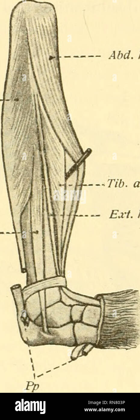 . Anatomischer Anzeiger. Anatomie, Vergleichende; Anatomie, Vergleichende. 266 zu konstruieren i^, einfach aber doch nicht ohne weiteres ent-scheiden. Es st nachzuweisen, daß wir an der Streckseite des Unter-Schenkels neben den 3 bzw. 4 bei Affen normal vorkommenden Muskels - Elementen, dem Tibialis anticu^, (Abductor hallucis longus), Extensor Hall, longus und Extensor graben. Comm. longus Pedis, noch eine 4. oder • 5. Muskeleinheit bestimmen können. Dieselbe Balatonfüred in der Tiefe der binne zwischen Tibia (Schienbein) und Fibula (Wadenbein), einschließlich dem Lig. interosseum von vorn aufgelagert, bedeckt von vorn und innen Ihr durch den Tib Stockfoto