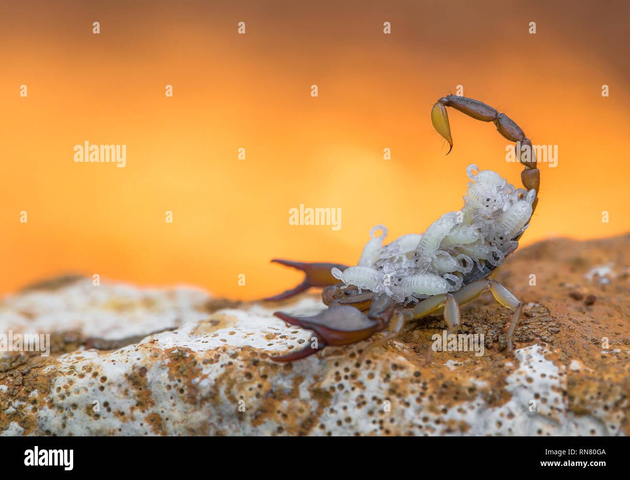 Kleine harmlose Scorpion Euscorpius sp. Mit Nachwuchs in Kroatien Stockfoto