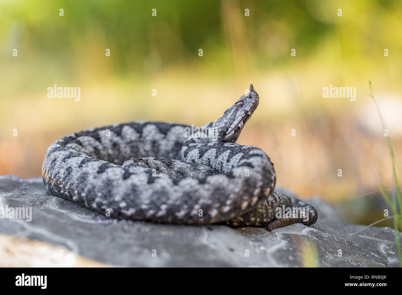 Männliche der Spitzzange viper Vipera ammodytes in Kroatien Stockfoto