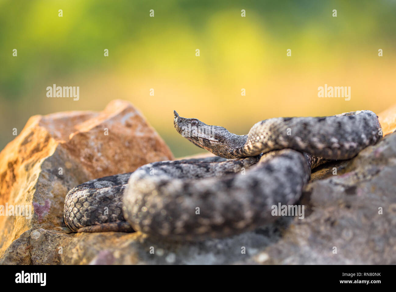 Männliche der Spitzzange viper Vipera ammodytes in Kroatien Stockfoto