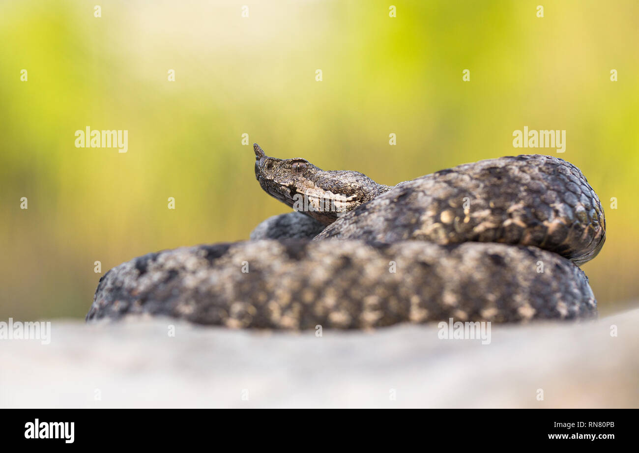 Männliche der Spitzzange viper Vipera ammodytes in Kroatien Stockfoto