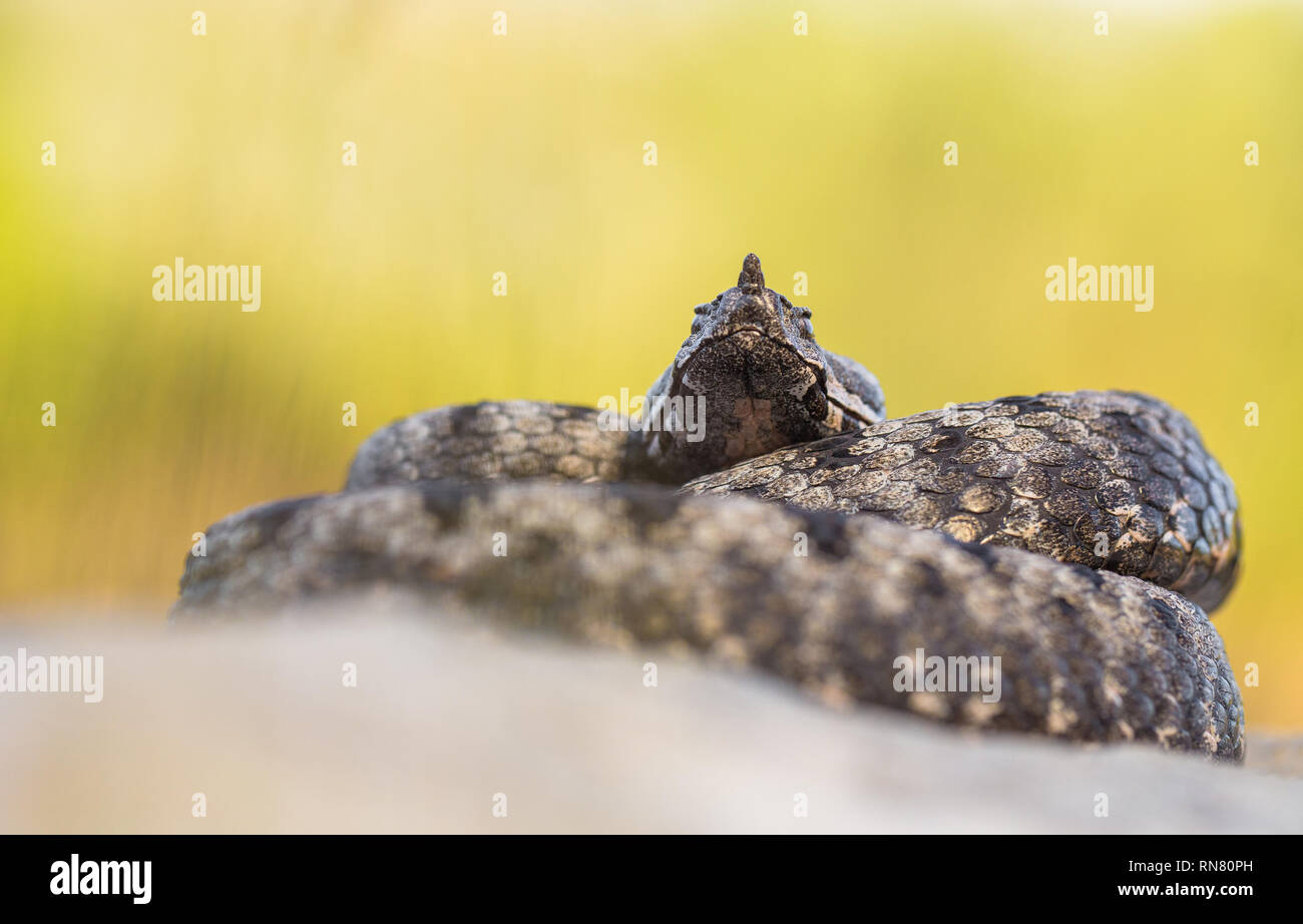 Männliche der Spitzzange viper Vipera ammodytes in Kroatien Stockfoto