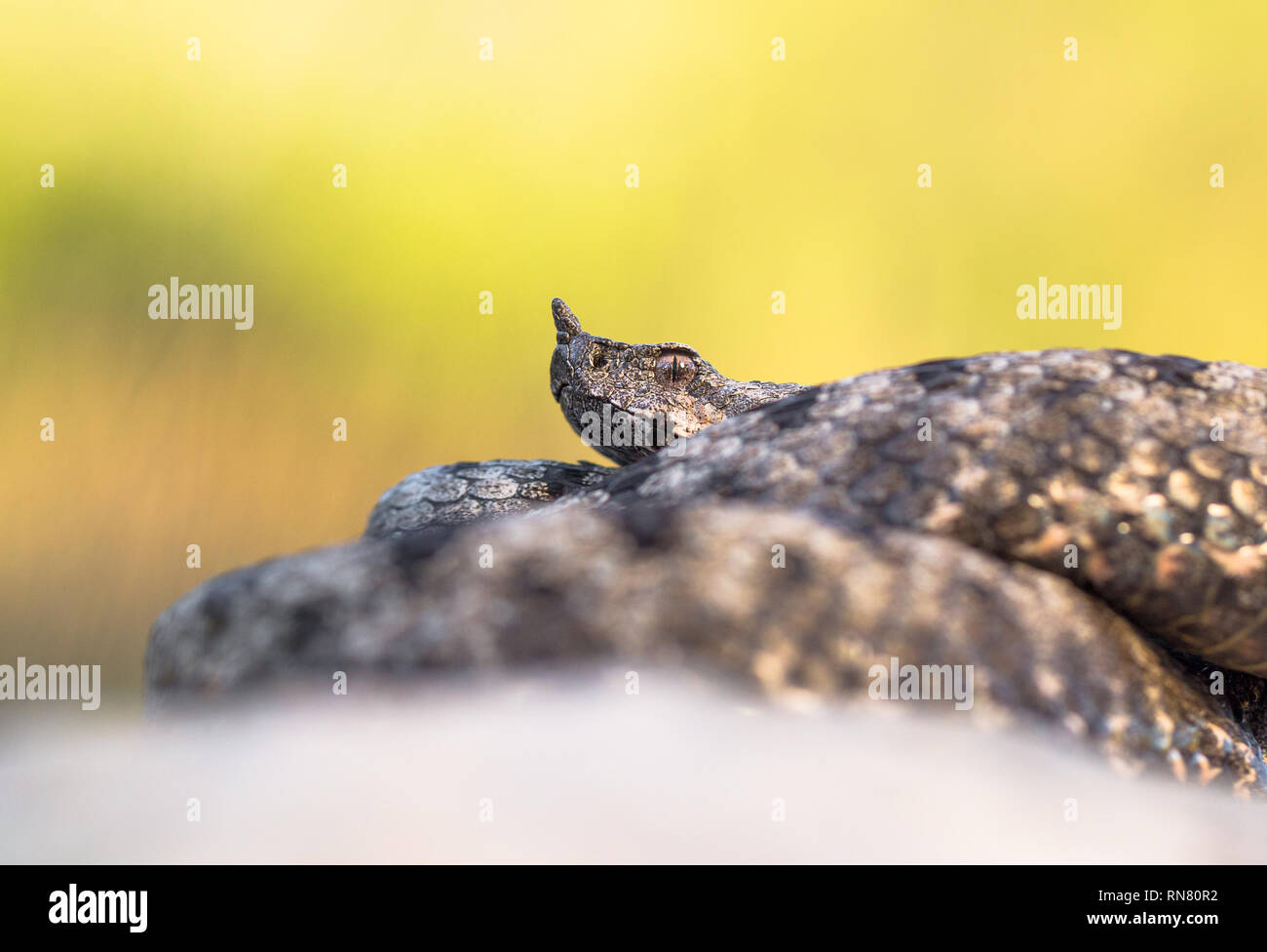 Männliche der Spitzzange viper Vipera ammodytes in Kroatien Stockfoto