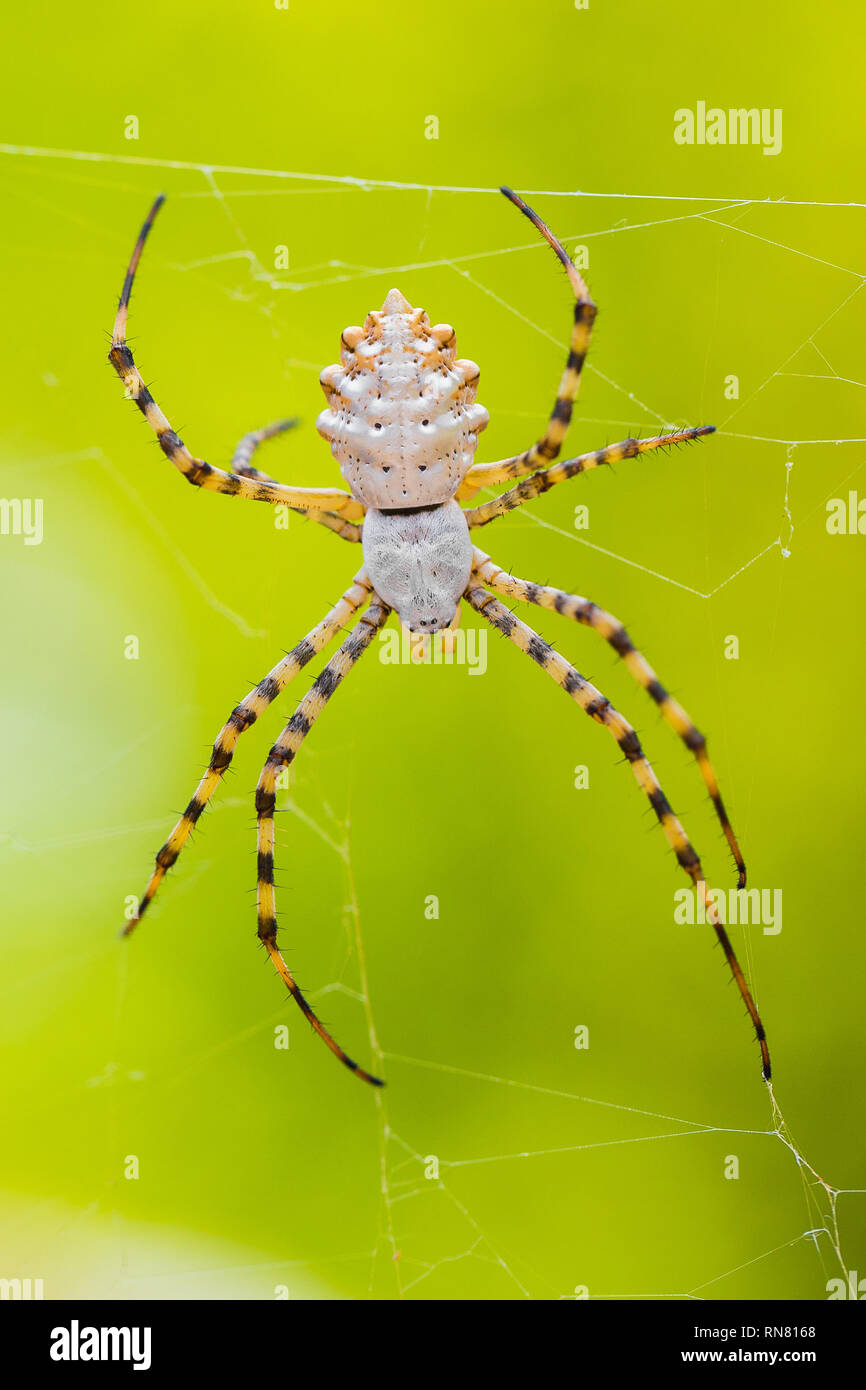 Spider Argiope lobata in Paklenica Kroatien mit grünem Hintergrund Stockfoto