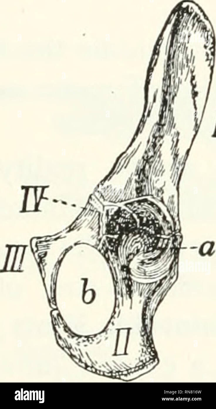 . Anatomie der Katze. Katzen; Säugetiere. 76 DAS SKELETT DER KATZE"-Kapsel. Das Gelenk ist durch eine Doppelte laterale Ligament auf jeder Seite gestärkt. Die beiden sesamoid Knochen an jeder Verbindung werden von einer starken transverse Ligament verschaltet, und jedes ist mit dem Leiter des metacarpal verbunden und die Basis der ersten Phalanx durch eine seitliche Ligament. Phalangen. - Zwischen der Phalangen der Gelenke cap besitzen - sules, und jeder hat eine radial und ulnar seitliche Ligament. Vi. Knochen des Becken- extremitäten. Innominate Knochen. Ossa innominata. (Os coxa BNA) (Abbn. 54 und 55). - Die beiden Innominate Knochen Stockfoto