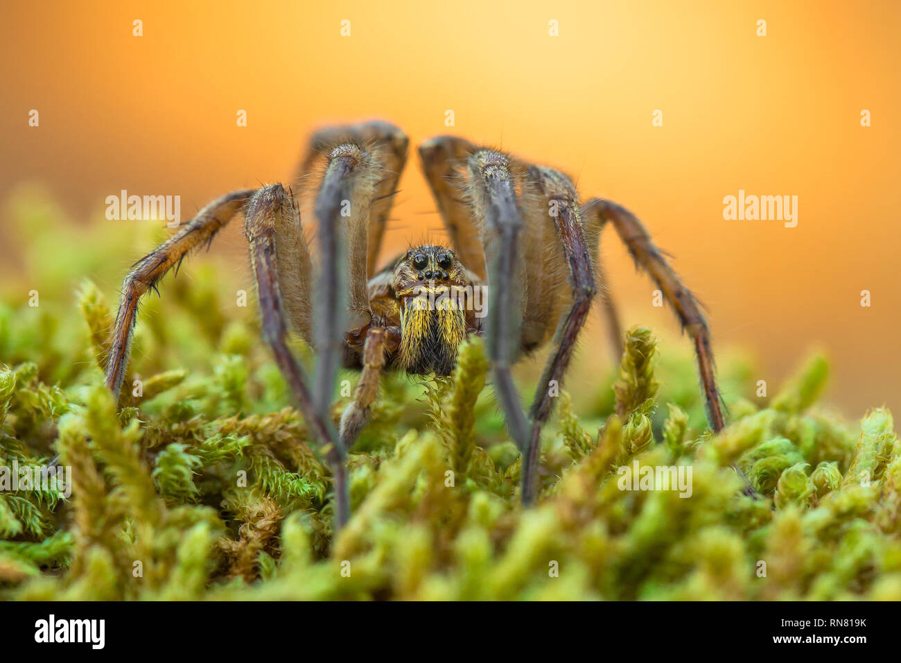 Wolf Spider Hogna radiata in Paklenica Kroatien Stockfoto
