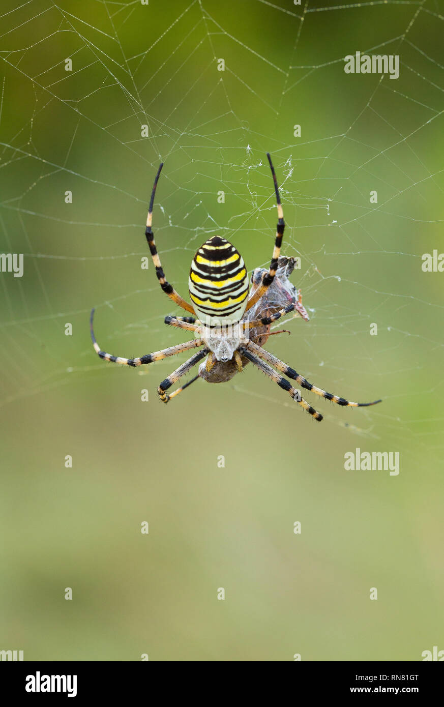 Wasp spider Argiope Bruennichi mit Beten in Kroatien Stockfoto
