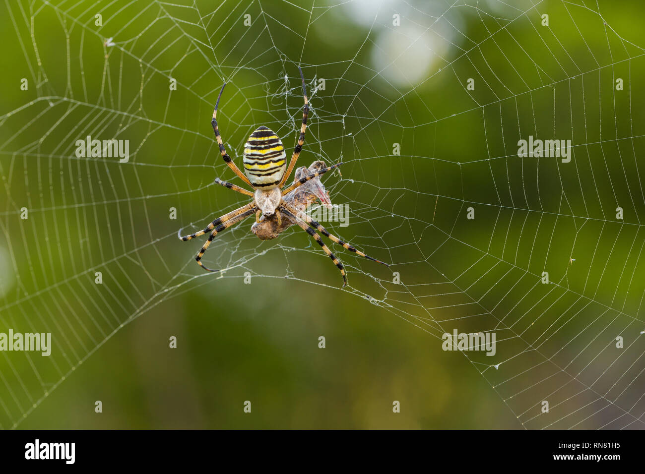 Wasp spider Argiope Bruennichi mit Beten in Kroatien Stockfoto