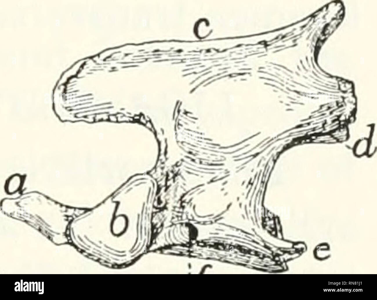 . Anatomie der Katze. Katzen; Säugetiere. Die yERTEDR/iL Spalte. 15 Tlie angefügte Marge von jeweils etwa zwei Drittel der Länge der dünner freien Rand. Die etwas dickeren kaudalen Ende der transversalen Prozess Projekte weiter nach Kaudal als jeder andere Teil der Wirbel und wird durch eine leichte Kerbe aus dem kaudalen Gelenkknorpel Facette getrennt. Von der Unterseite des diese Kerbe des Foramen transversarium craniad erweitert und öffnet sich in der Mitte des ventralen Gesicht der quer liegenden Prozess. Oder epistropheus Axis (Abb. lo, 2, Abb. 13). - Der zweite halswirbel (epistropheus oder Achse) ist nicht so breit wie der a Stockfoto