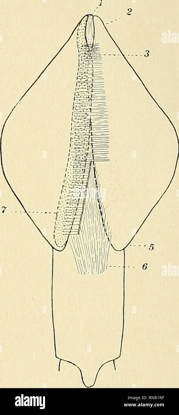 Die Anatomie Des Gemeinsamen Kalmare Loligo Pealii Lesueur Tintenfische Muscheln 17 Viszerale Masse Und Erstrecken Sich Uber Den Rand Des Pen Auf Den Mantel Aber Der Chef Der Verbindung Wird Durch