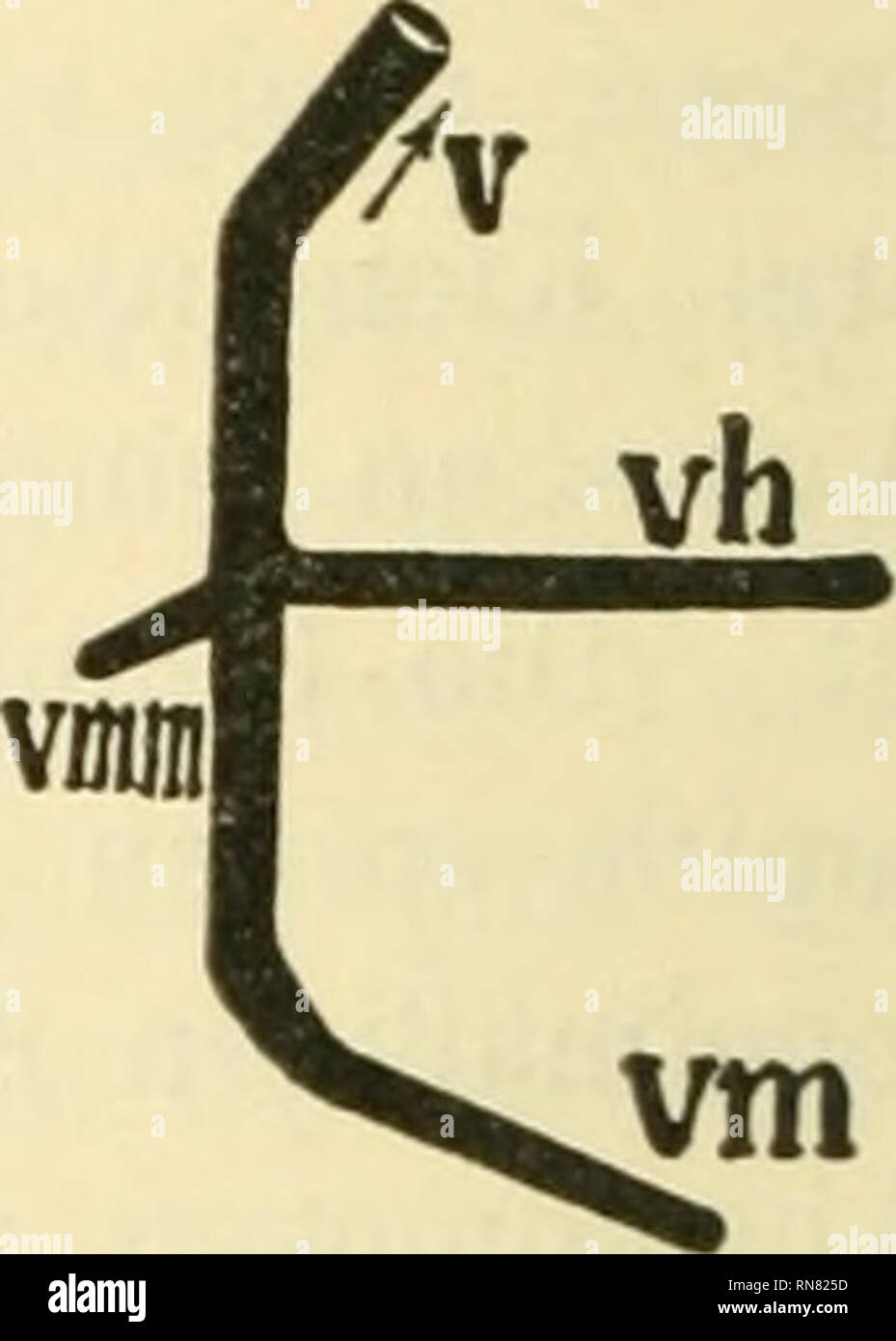 . Anatomischer Anzeiger. Anatomie, Vergleichende; Anatomie, Vergleichende. Cei aha Aho ama ^. amo Abb. 1. Abb. 2. Abb. 1. Meerschweinchenembryo G^des 17. Vorteile mit 20. Somiten. Die Ge-fäße der rechten Seite in der rechten und ein wenig dorsalen Ansicht, ii Inseln von den Blutzellen, v. au Platz des Hörbläschens, vcm Vena capitis Medialis. ? Die Stelle der V. jugularis unterlegen, wird deren Ununterbrochenheit zweifelhaft ist. Die übrigen Angaben s. bin Schlüsse des Aufsatzes. Abb. 2. Schema der Gefäße in der dorsalen Ansicht (an einer Seite sterben Ar-terien, an der anderen sterben Venen). Mit dem blinden di Stockfoto