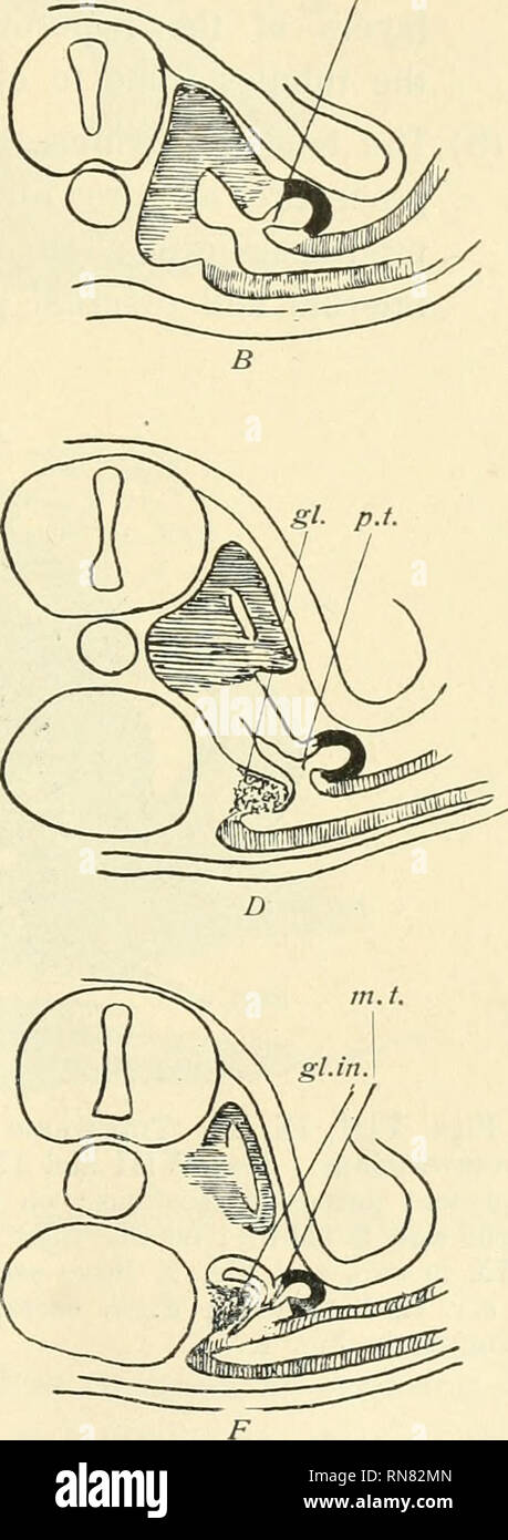 . Anatomischer Anzeiger. Anatomie, Vergleichende; Anatomie, Vergleichende. gl. e.r. Abb. Vii. Diagramme zur Veranschaulichung der Beziehungen zwischen pronephric und meso-nephric Tubuli. Pronephric Leitung schwarz; nephrotome Unverschatteten; Somiten mit trans-vers Schattierung; seitliche Platte mit vertikalen Beschattung. A k B stellen einen anterioren und posterioren pronephric Tubulus in einem frühen Stadium. C&AMP;D stellen die gleichen Tubuli bzw. als später. E&AMP;F zeigen, Übergang von einem pronephric zu einem Ductus mesonephricus Tubulus. gl. glomus; gl.ex. Externe glomerulus; gl.in. Interne glomerulus; m.t. Ductus mesonephricus Tubulus; Stockfoto