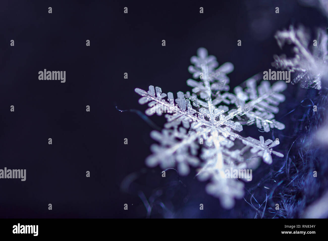 Einzelne Schneeflocke auf dunkelblauem Hintergrund Stockfoto