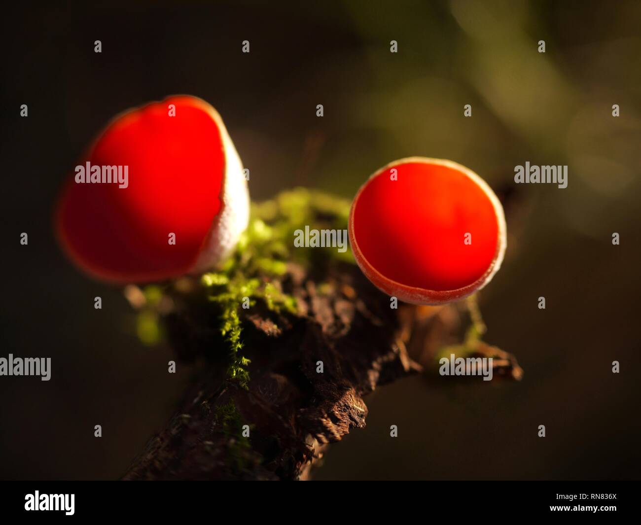 Die schöne Scarlet Elf Cup Pilz, Sarcoscypha austriaca, eine der ersten Arten zu erscheinen, die im späten Winter oder frühen Frühling. Stockfoto