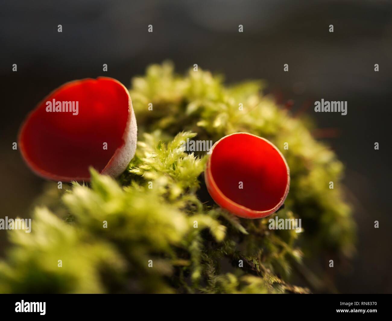 Die schöne Scarlet Elf Cup Pilz, Sarcoscypha austriaca, eine der ersten Arten zu erscheinen, die im späten Winter oder frühen Frühling. Stockfoto