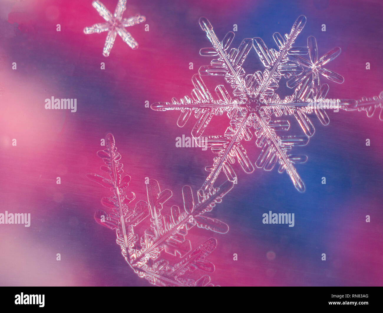 Schneeflocken auf rotem und blauem Hintergrund Stockfoto