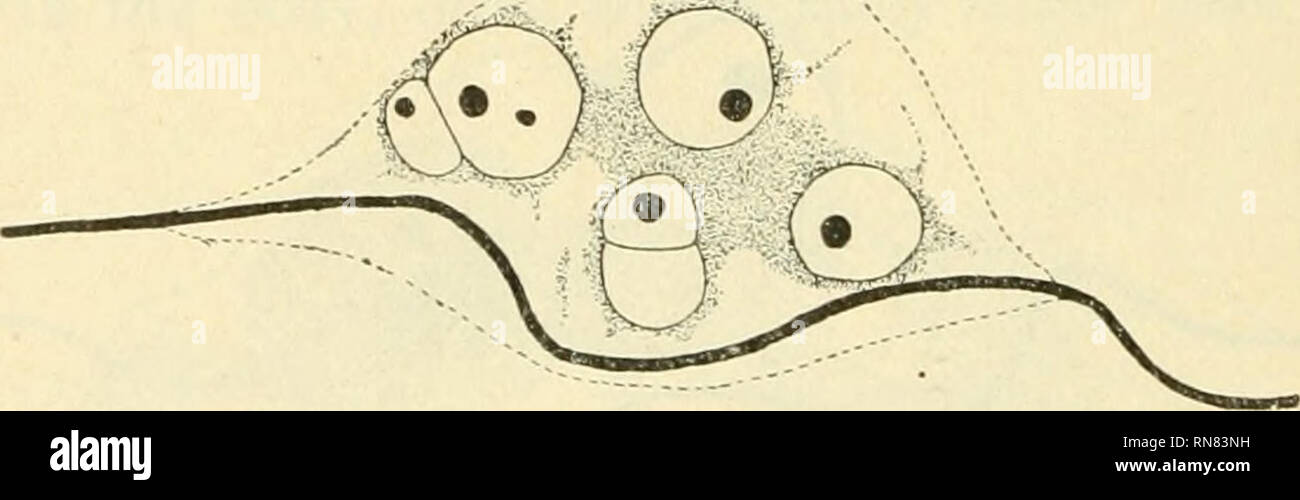 . Anatomischer Anzeiger. Anatomie, Vergleichende; Anatomie, Vergleichende. Abb. 5. Die Kerne haben an Zahl zugenommen und sind weiterhin amitotically zu erhöhen. In diesen Zahlen das zytoplasma gesehen wird über die Kerne konzentriert werden, der Muskel-Fasern nicht in der syncytial Masse enthalten. Während dieser Anstieg in der Anzahl der Kerne im Zytoplasma scheint in Betrag zu erhöhen und auch Flecken viel tiefer - eine Differenz nicht eindeutig in den Abbildungen gezeigt. Die Umrisse der Raum zuvor durch den Muskel belegt - Zelle ist noch deutlich sichtbar, aber keine eindeutigen Zellmembranen vorhanden. Diese syncy Stockfoto