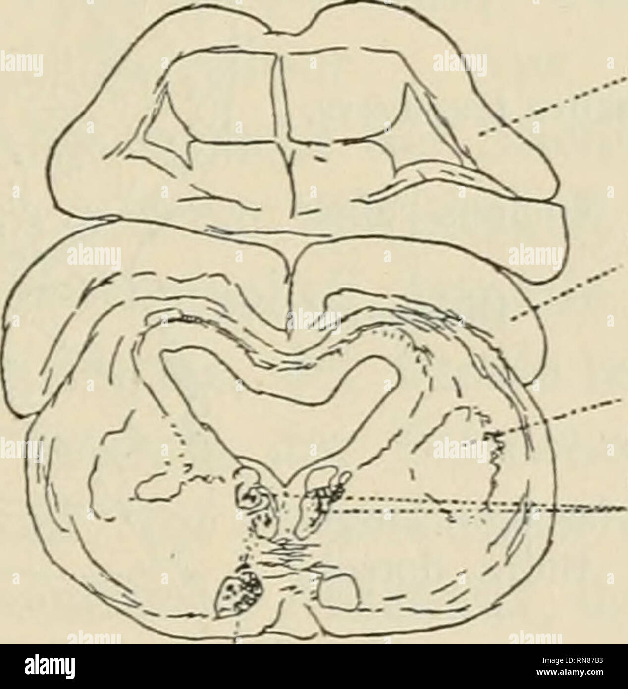 . Anatomischer Anzeiger. Anatomie, Vergleichende; Anatomie, Vergleichende. Abb. 33. Kleinhirn Nerv. IV TR, Octavo - mot.+ Octavo - diencephal.. Cerebelltun Tect. Mesen - cephal. Nucl. MESEN-ceph. tegment. Tr. OCTAVO - mot. + Octavo-di-encephal. Abb. Bindearm 34. Abb. Bindearm 35. 3. Sekundäre Bahnen aus der Viszeral-sensiblen End-kernsäule (Lobus Deneingangs, glossopharyngei, Facialis). Neben den vorhin geschilderten Assoziationsbahnen, medial von der spinalen Trigeminuswurzel, lassen sich aus den sensiblen Kernen des Vagus, Glossopharyngeus und Facialis feinste markhaltige Fasern verfolgen, sterben als dorsale F Stockfoto