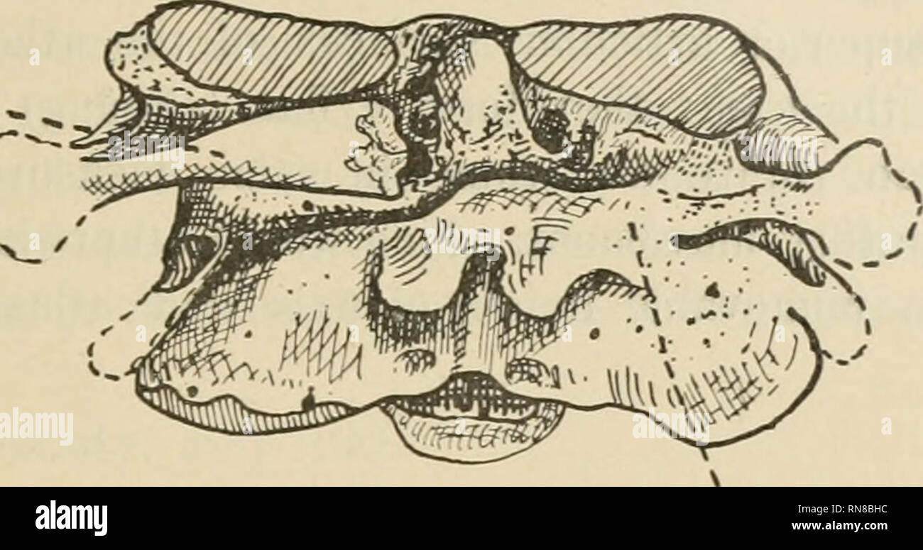 . Anatomischer Anzeiger. Anatomie, Vergleichende; Anatomie