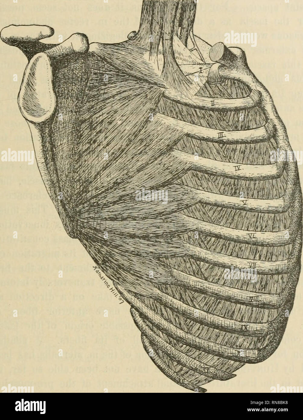 . Anatomischer Anzeiger. Anatomie, Vergleichende; Anatomie, Vergleichende. 163 präsentiert im Menschen die nach unten Verlängerung des scalenes, die in der Regel bei Katzen, Hunden und anderen niederen Säugetieren gefunden wird. Die Richtung der Fasern ist ziemlich difi" verschiedene von den Fasern der Faszie unter Berücksichtigung bilden. Die der Muskel Pass nach unten und medialward, jene der Verkleidung nach unten und lateralward. Weiter. Abb. 3. Zeigt die tendinous band sehr weit nach vorne verlängern. Zu diesem Thema gab es eine zervikale Rippe, und der m. scalenus medius nach unten auf die zweite thoi 'ac verlängert Stockfoto