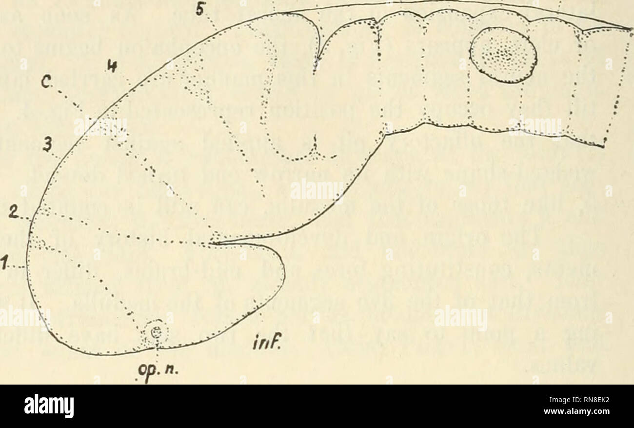 . Anatomischer Anzeiger. Anatomie, Vergleichende; Anatomie, Vergleichende. 7 S&amp; 10. Abb. 6. Abb. - 7. Abb. 6. Dorsale Ansicht der gleichen Encephalon in Abb. dargestellt wird. 5. Abb. 7. Salmo purpuratus. Encephalon eines seziert Embryo mit 34 Somiten, 22 Tage alt. Links Oberfläche anzeigen. op. n. Optic Stiel. Andere Buchstaben und Zahlen die gleichen wie in Abb. 5. )&Gt;&lt;^60 Durchmesser, terior Segmente, die die Vorder- und Mid-Gehirne, gut dargestellt sind. Sie werden von externen Nuten, um das Gehirn ähnlich denen der Medulla Pass getrennt. Segment 1 ist elliptisch, Segment 2 deutlich wedg ist Stockfoto