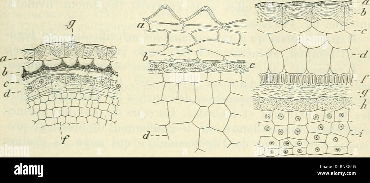 . Végétales physiologie Anatomie et à l'usage des étudiants en sciences naturelles des universités, des élèves à l'Institut agronomique, des écoles d'Landwirtschaft usw. Anlage Anatomie; Pflanzenphysiologie. STniCTlllE DE LA". RAINE 943 espèce dans un même Genre, soit de Graine à Graine dans Ich keine même Espèce. Ainsi, le Pin pignon (Abb. 1217, I) offre de 3 à 14 cotylédons, alltmgrs déjà Comme Les feuilles aiguillées délinilives de la plante adulte et étroitement appliijués autour de la gemmule, dans l'Axe de l'endosperme; le Thuya de renferme de 2 à 4; Le Sapin, jusqu'à o (Abb. 1194,^7), Mais d'gewöhnlichen Stockfoto