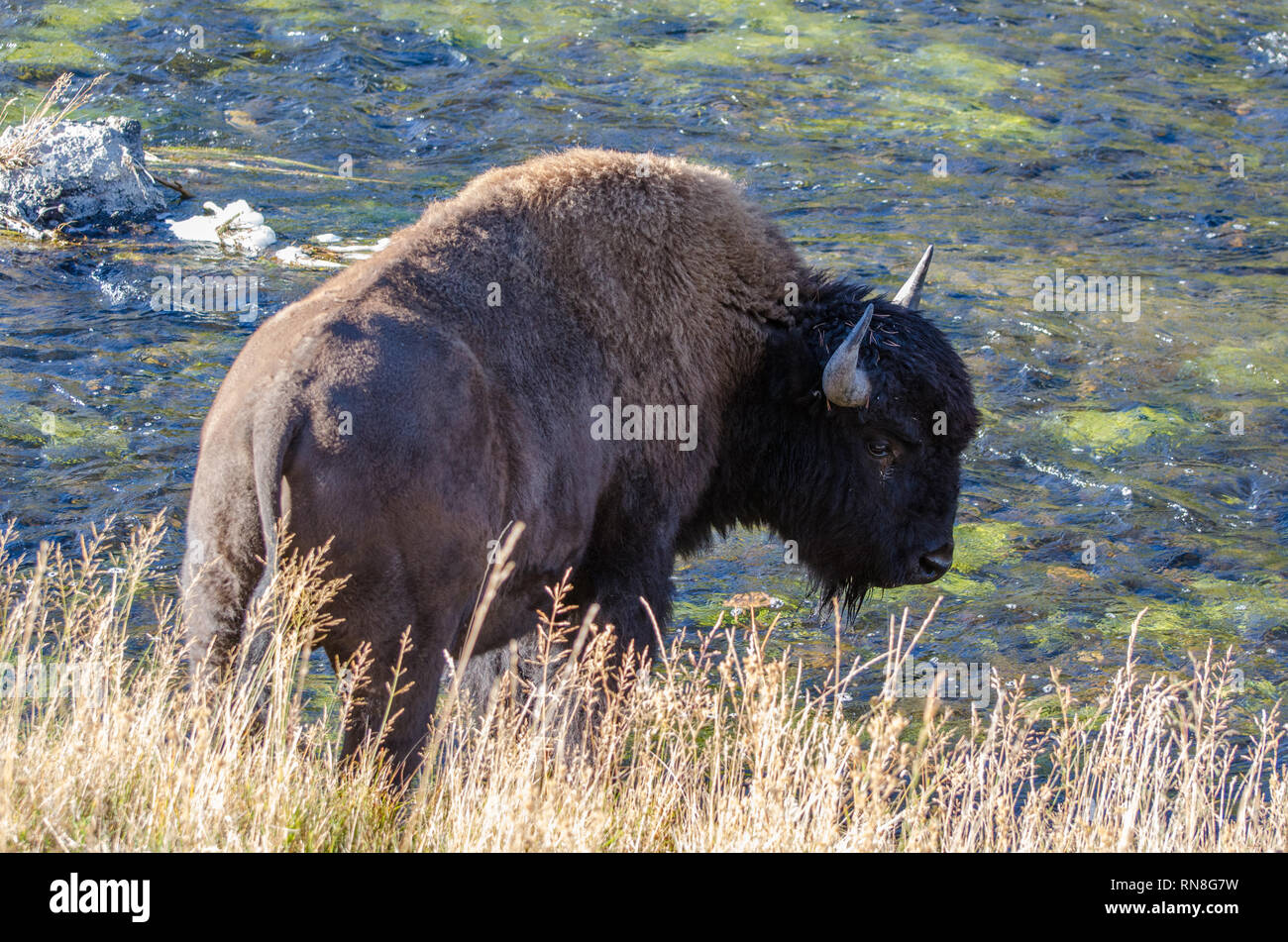Bison das Trinken aus dem firehole River im Yellowstone National Park Stockfoto