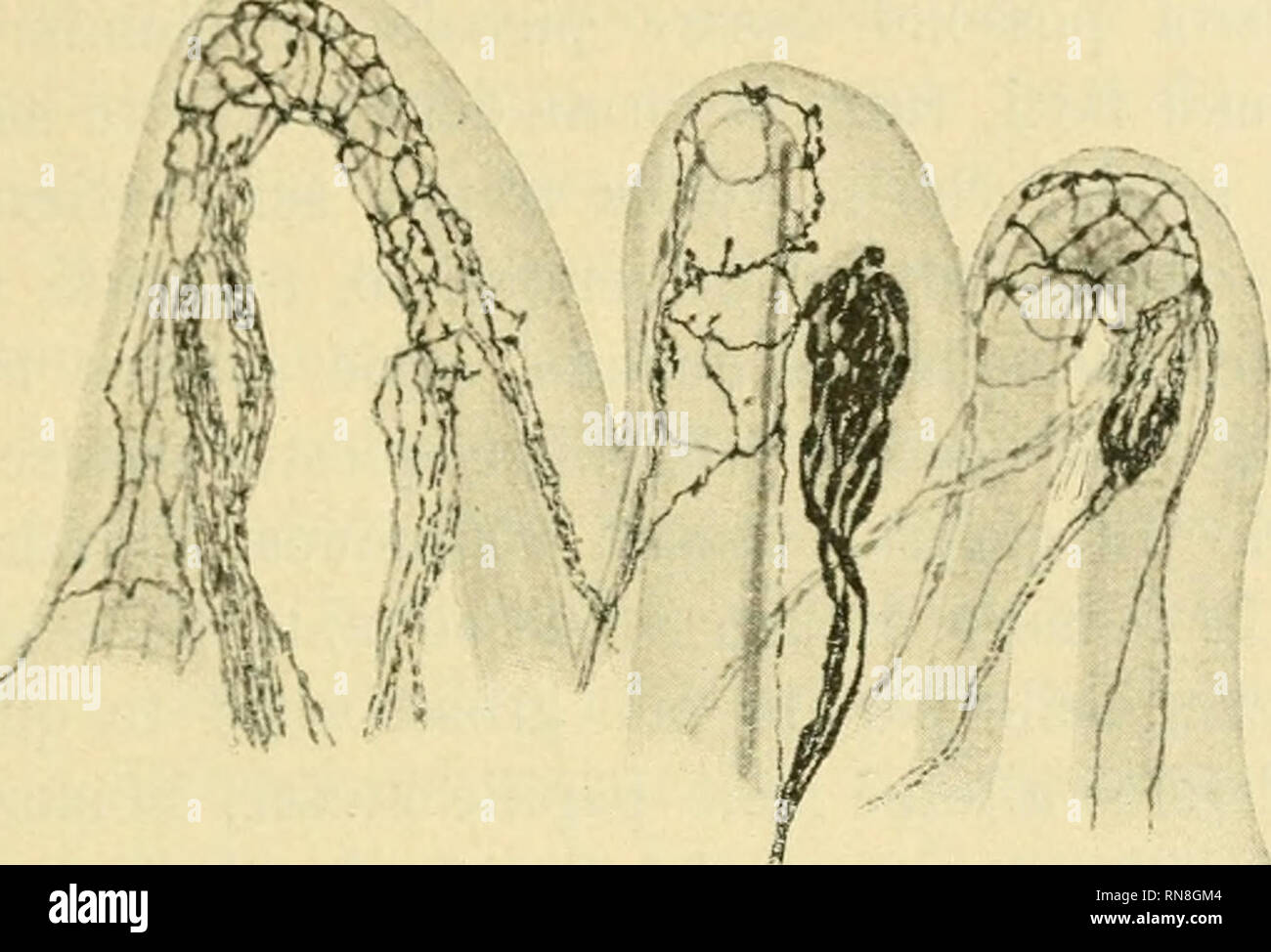 Anatomia del dente Fotos und Bildmaterial in hoher Auflösung Alamy
