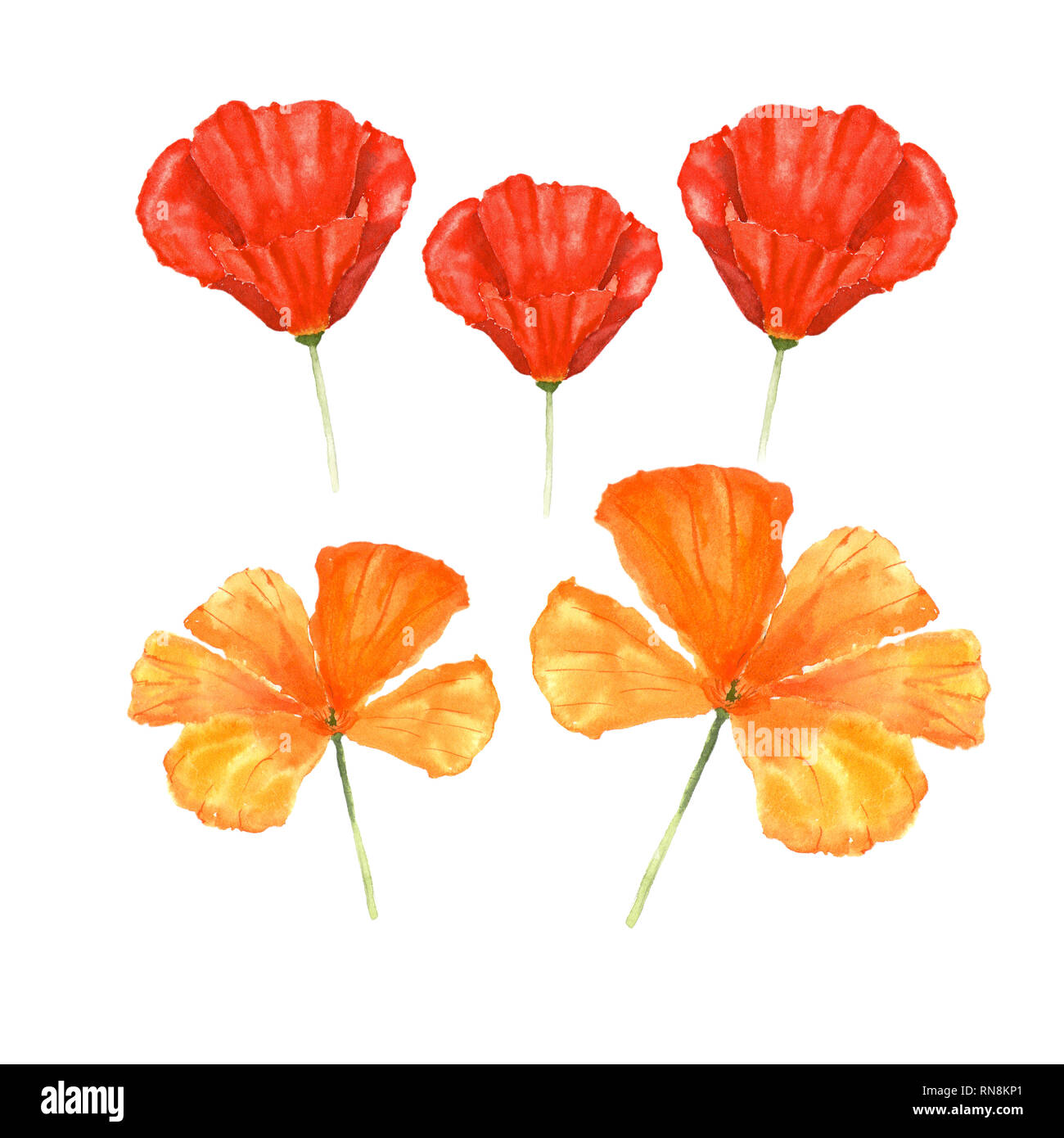 Aquarell botanischer Illustration von Kalifornischer Mohn Blumen auf weißem Hintergrund. Florale Zeichnung für die Grußkarten, Einladungen, Person Stockfoto