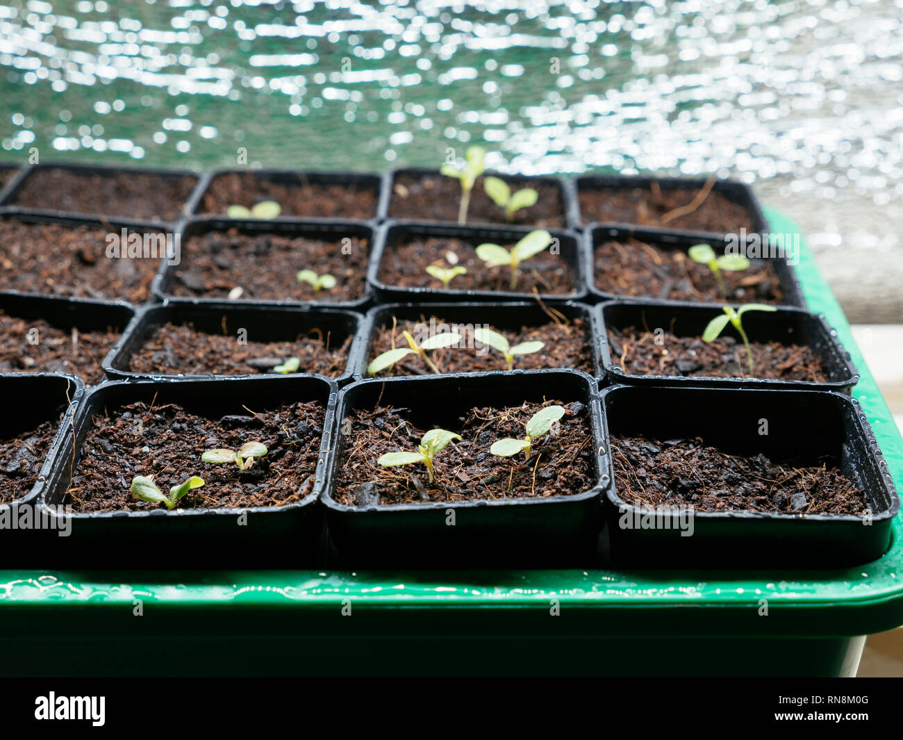 Und salatpflänzlinge zuhause wachsen unter einem wachsen hell Stockfoto
