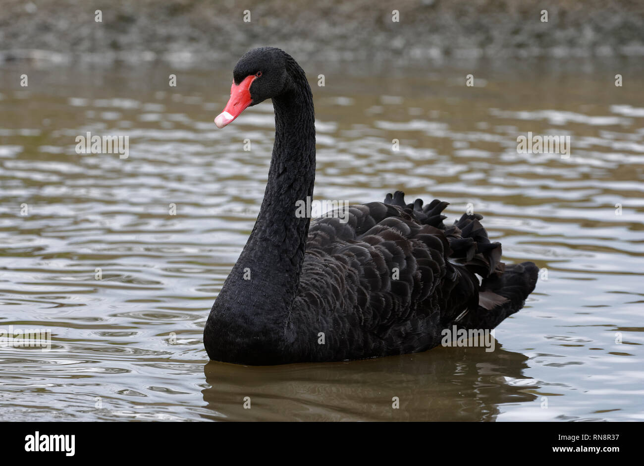 Black Swan - Cygnus atratus Eingeborener von Australien Stockfoto