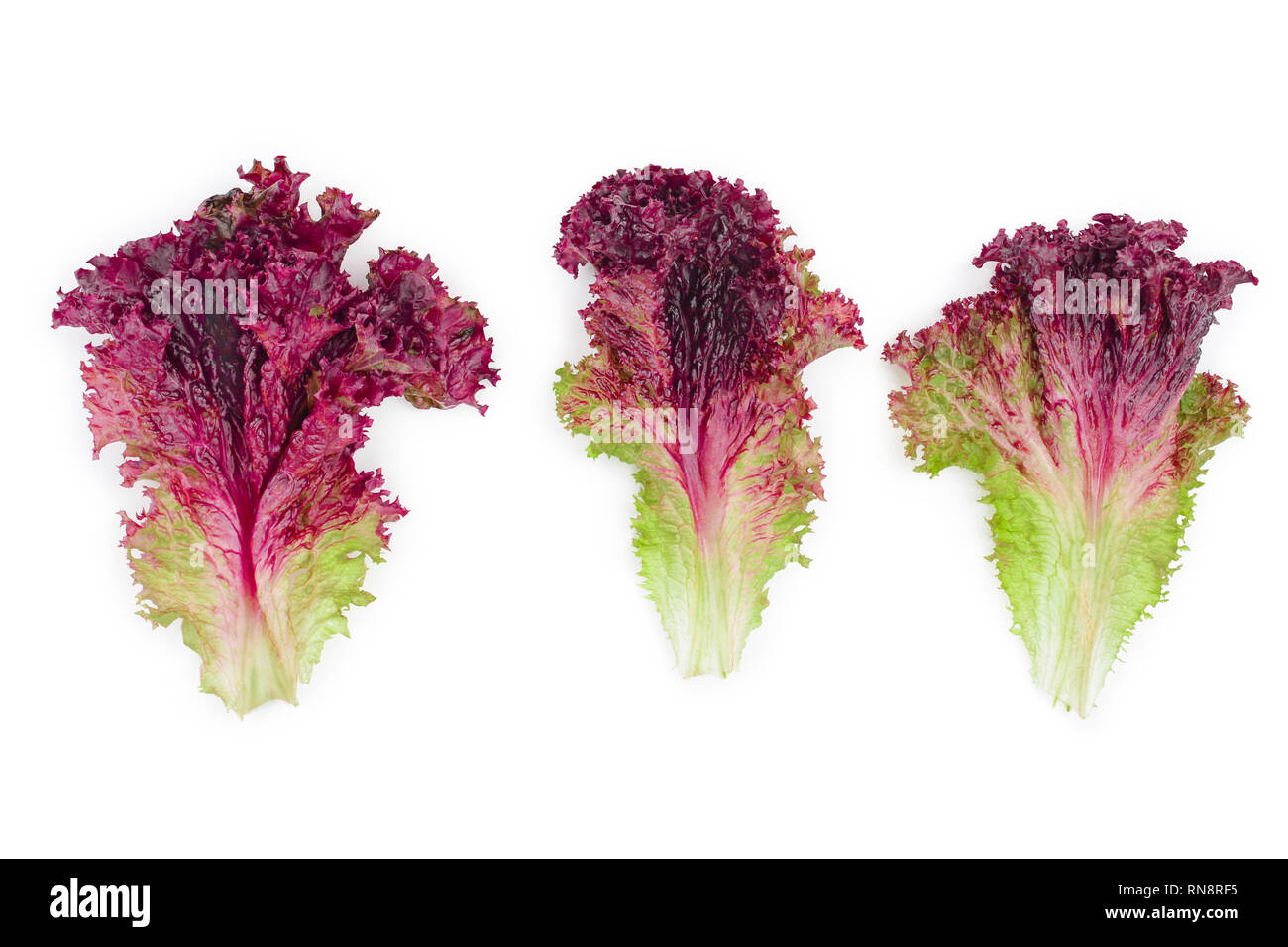 Frische rote Koralle Salat oder Kopfsalat isoliert auf den weißen Hintergrund. Ansicht von oben. Flach Stockfoto