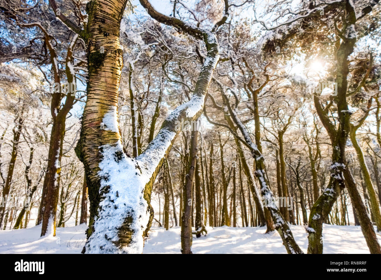 Woodland Szene im Winter mit Sonne und Schnee in den Bäumen. Nationalpark Peak District, Derbyshire, Großbritannien Stockfoto