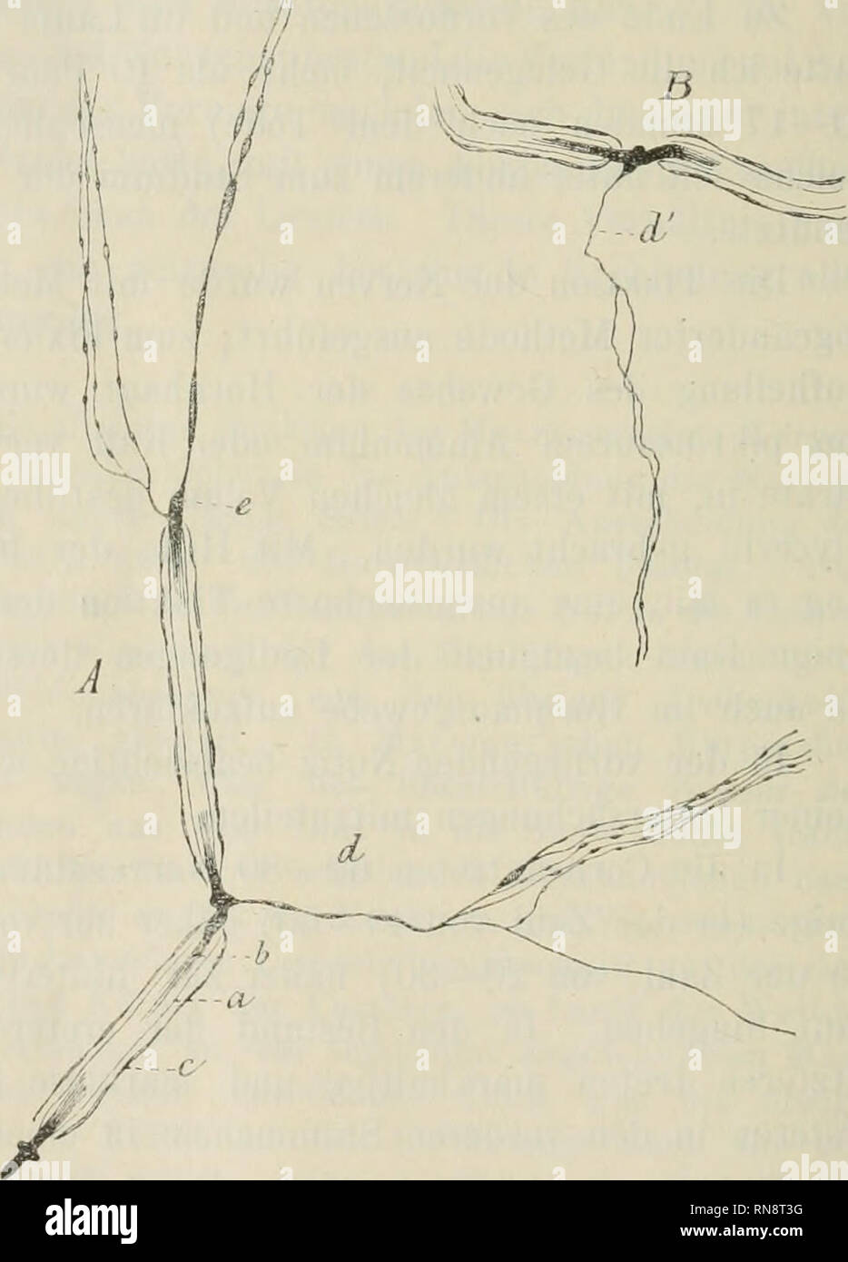 . Anatomischer Anzeiger. Anatomie, Vergleichende; Anatomie, Vergleichende. 484 (Abb. I b) und aus einer hier, auf der Peripherie desselben ver-breiteten, wie Feist meint, iuterfibrillären Substanz (periphere Achsen - cylindersubstanz) (Abb. Ich Ein). Der Centralfaden färbt sich durch Mich - thylenblau intensiv blau (in Präparate, die mit Ammoniak pikrinsaurem fixiert worden - dunkel violett), sterben aber denselben Namen Peri- pherie umgebende Substanz färbt sich schwach bläulich (in fixirten Präparaten-rosa-violett). An den RANViER'schen Schnürstellen peripherische fehlt der Teil des Achsencylinders Stockfoto