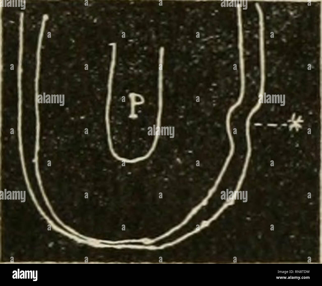 . Anatomischer Anzeiger. Anatomie, Vergleichende; Anatomie, Vergleichende. 191 Auffallend ist der einfachen Bau der Hornbekleidung der fötalen Flosse bei Pegasus. Ebensowenig wie beim Erwachsenen sind hier hervorragende Epidermoidalgebilde oder Einstülpungen nachzu- weisen. Dem äußeren, fast flachen, nur sehr wenig gefranzten Rand der Lederhaut ist eine Lage cylindrischer Zellen, das Stratum Malpighii, Aufgepflanzt. Dazwischen sind spärliche verzweigte Elemente, die sich intensiv gefärbt haben, und welche ich als ausge-wanderte Zellen ansehe. Darauf folgen verschiedene Lagen erst rund-licher, Dan Stockfoto