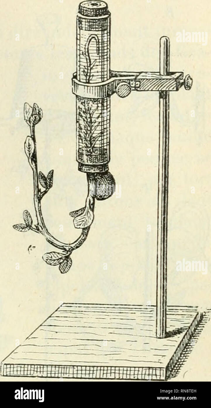 . Végétales physiologie Anatomie et à l'usage des étudiants en sciences naturelles des universités, des élèves à l'Institut agronomique, des écoles d'Landwirtschaft usw. Anlage Anatomie; Pflanzenphysiologie. (Loiitraii" cMUMil à-c"'&lt; | iii ein Ele dil (s. 431), (M iKiHuls aroroiss (Avoiii"', Blé) s' (mitl) ('au ('OU [) plus sur la Roue v&lt;'rlicale en Oie de rotation Lente, oii Taction de la pesanteur est égalisée, que dans la j) lante dressée normale. "GKOTIIOI RAMKAUX ISMK DKS 435 plus Haut pour la Racine 2" Tige aérienne verticale. - Si Tonne veut faire intervenir pour la tige Verti - cale en voie Stockfoto