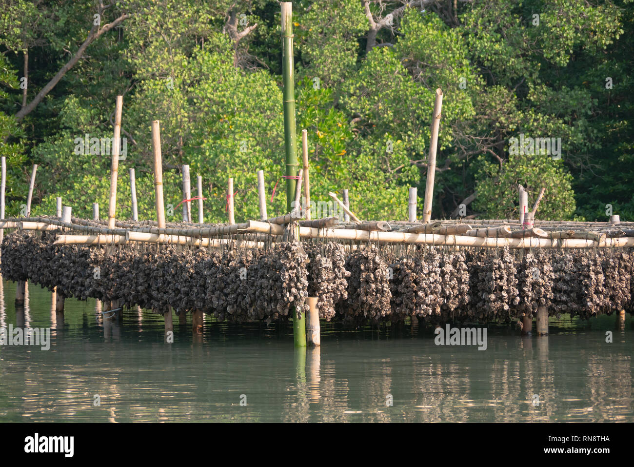 Austern mit Seil gebunden und Bambus in der Wasser- und Mangrovenwald Stockfoto