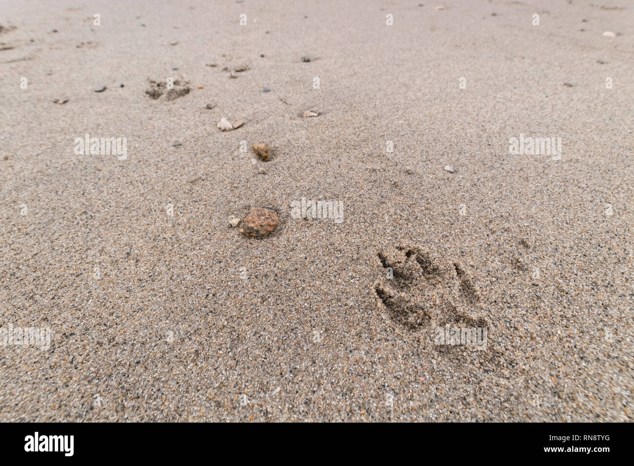 Hund Pfotenabdrücke auf sandigen Strand. Metapher Heimtierhaltung Hund Eigentum. Stockfoto