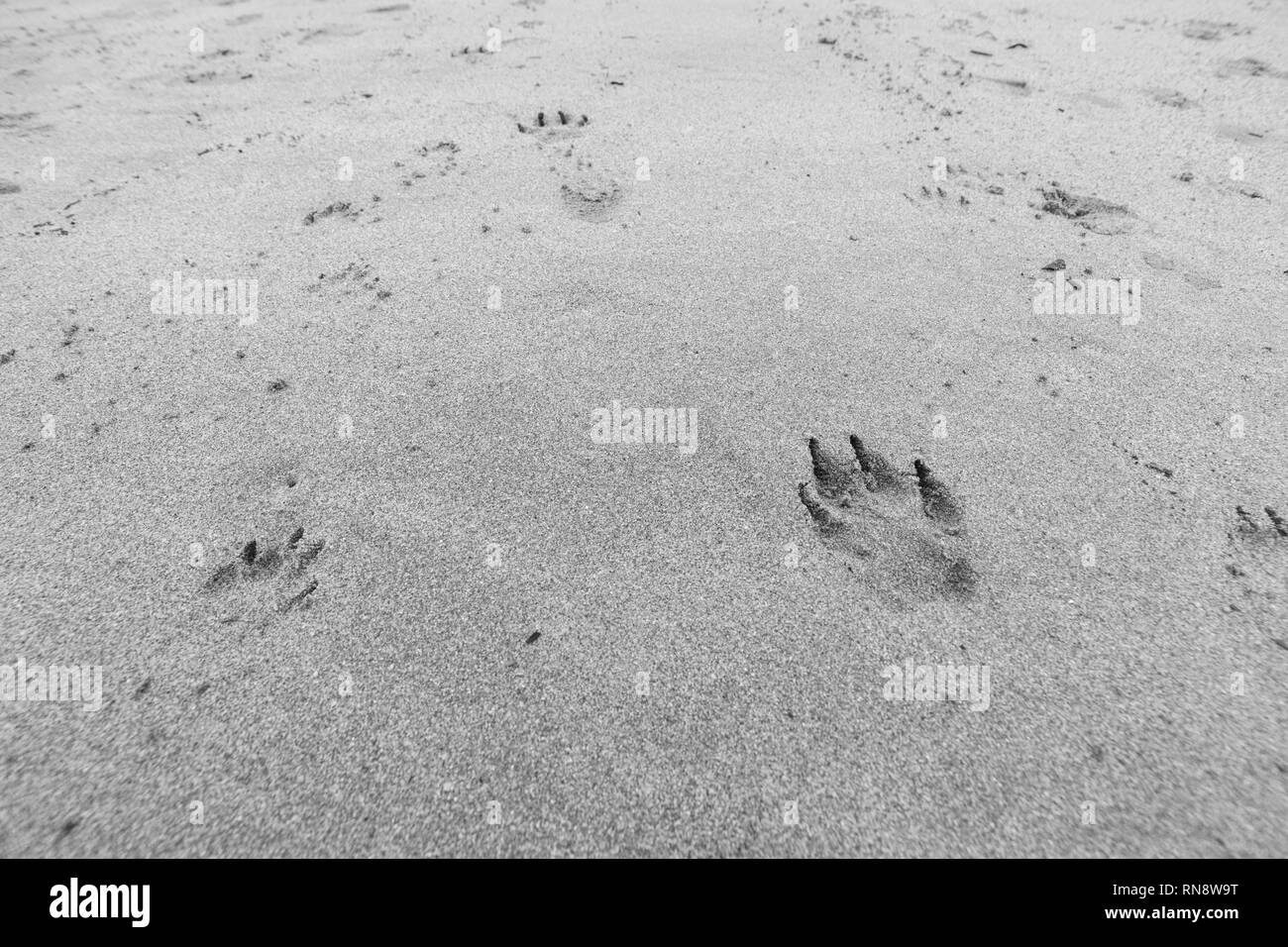 Hund Pfotenabdrücke auf sandigen Strand. Metapher Heimtierhaltung Hund Eigentum. Stockfoto