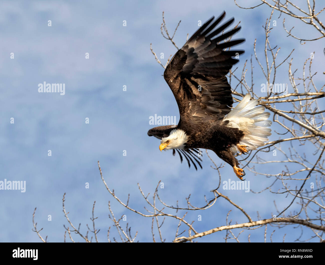 Der Weißkopfseeadler (Haliaeetus leucocephalus), Erwachsener, die von einem Baum, Iowa, USA. Stockfoto