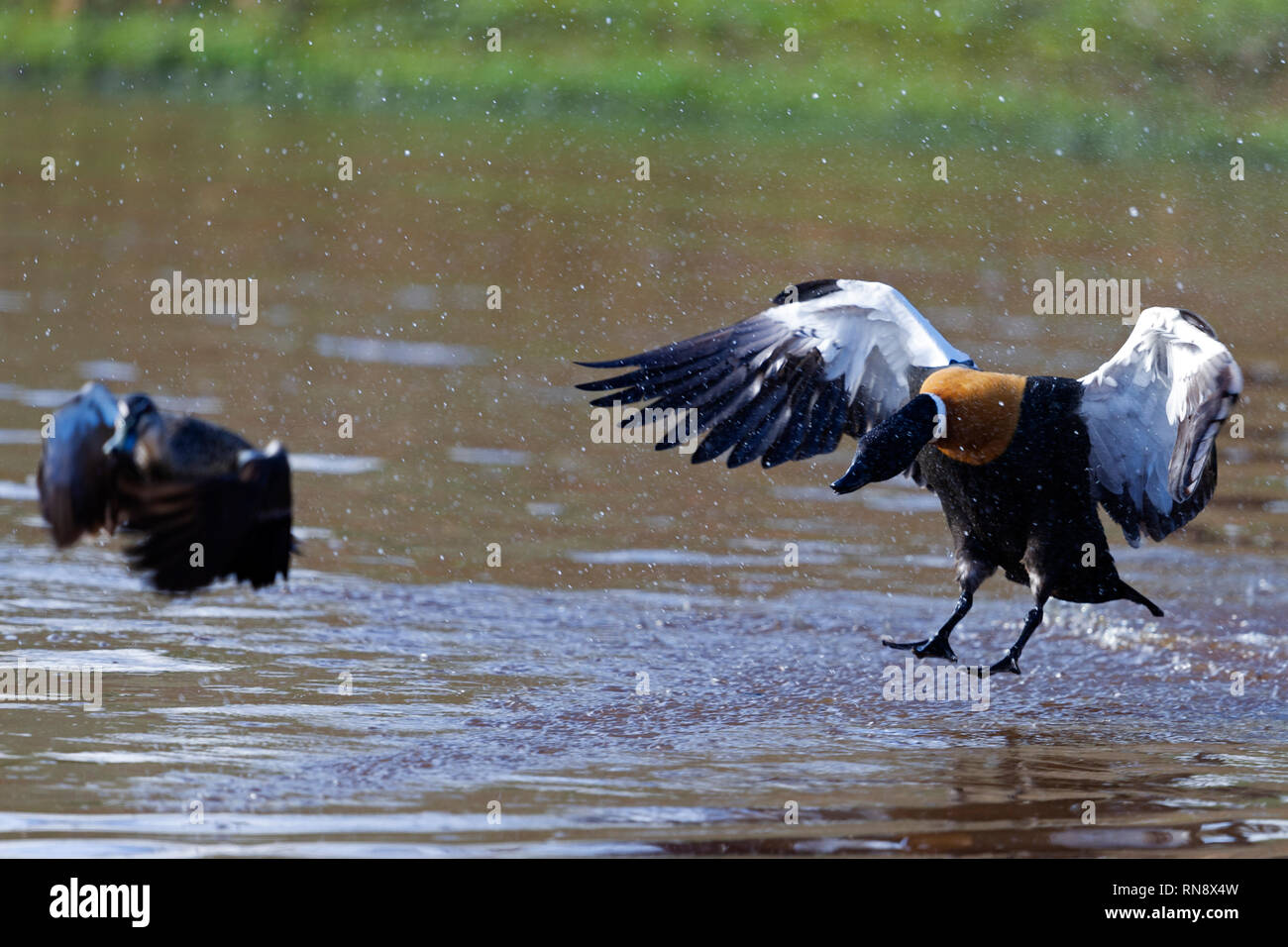 Männliche und weibliche australische Brandgänse tadorna tadornoides im Flug in das Land, auf dem Wasser Avon Valley western Australia Australien Stockfoto