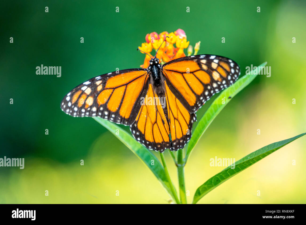 Monarch butterfly oder einfach Monarch Danaus plexippus milkweed